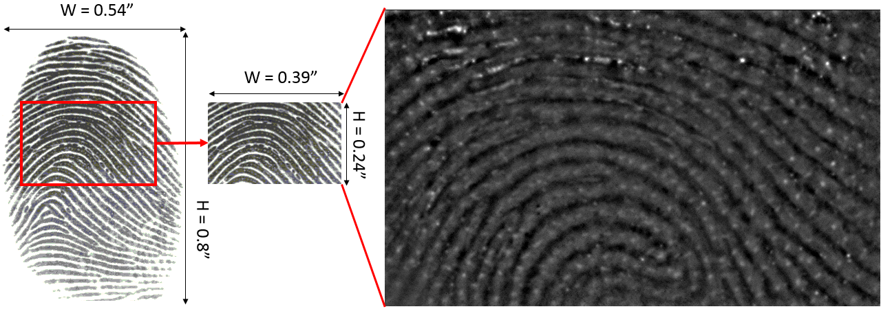 composite fingerprint
